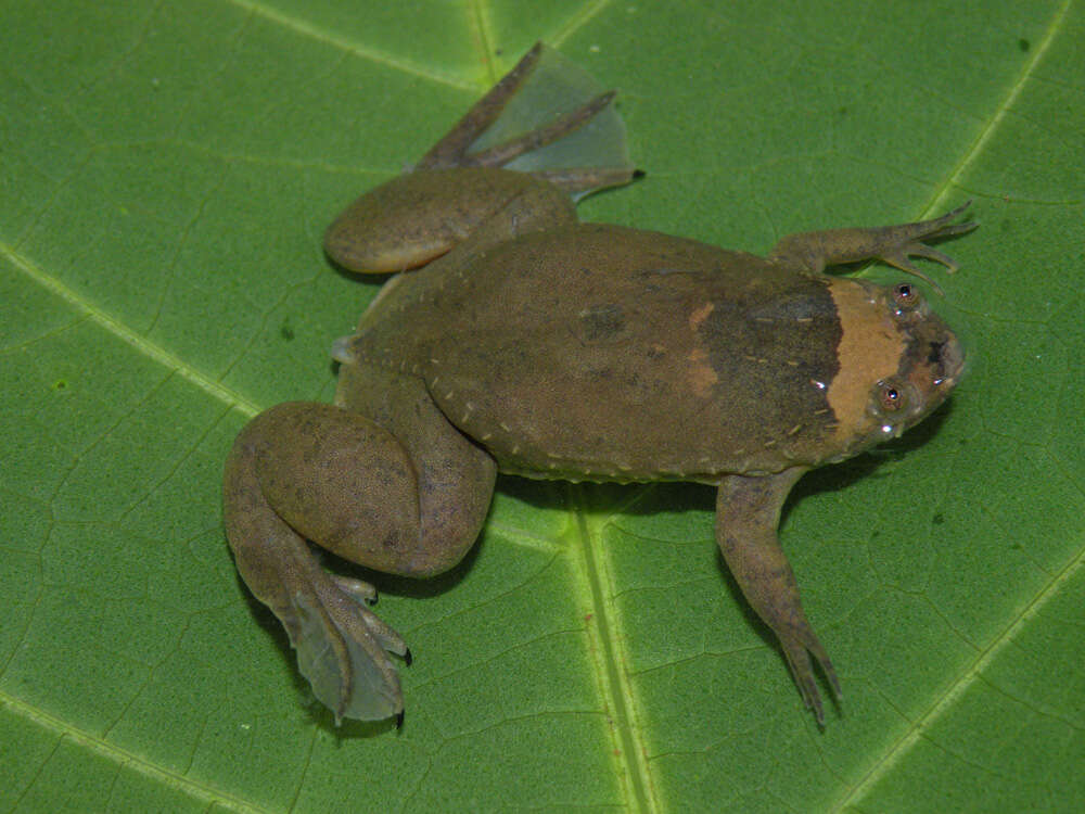 Image of Xenopus kobeli Evans, Carter, Greenbaum, Gvozdík, Kelley, McLaughlin, Pauwels, Portik & Stanley et al. 2015