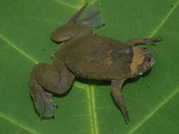 Image of Xenopus kobeli Evans, Carter, Greenbaum, Gvozdík, Kelley, McLaughlin, Pauwels, Portik & Stanley et al. 2015