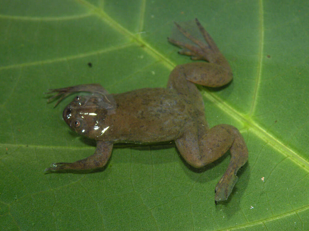 Image of Xenopus kobeli Evans, Carter, Greenbaum, Gvozdík, Kelley, McLaughlin, Pauwels, Portik & Stanley et al. 2015