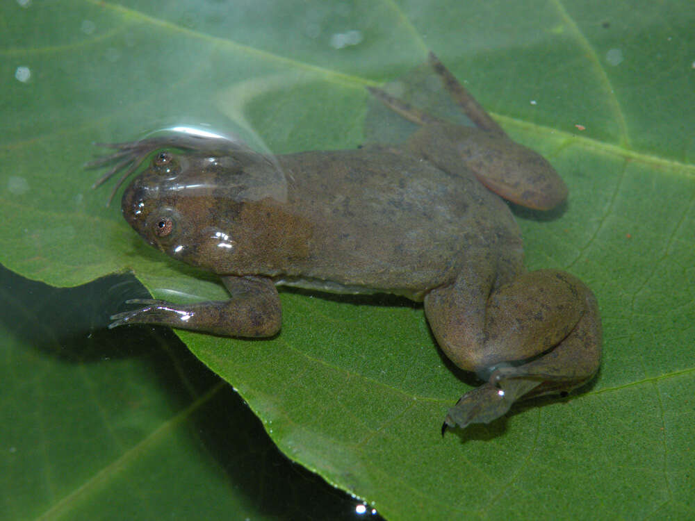 Слика од Xenopus kobeli Evans, Carter, Greenbaum, Gvozdík, Kelley, McLaughlin, Pauwels, Portik & Stanley et al. 2015