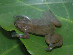 Image of Xenopus kobeli Evans, Carter, Greenbaum, Gvozdík, Kelley, McLaughlin, Pauwels, Portik & Stanley et al. 2015