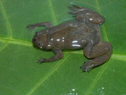 Image of Xenopus kobeli Evans, Carter, Greenbaum, Gvozdík, Kelley, McLaughlin, Pauwels, Portik & Stanley et al. 2015