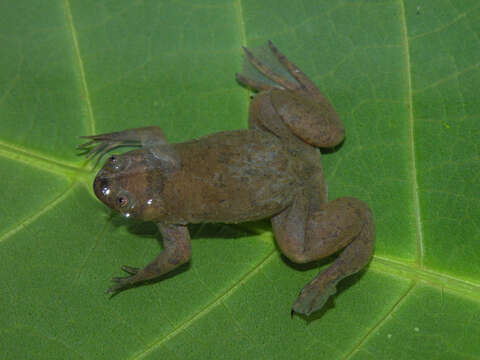 Image of Xenopus kobeli Evans, Carter, Greenbaum, Gvozdík, Kelley, McLaughlin, Pauwels, Portik & Stanley et al. 2015