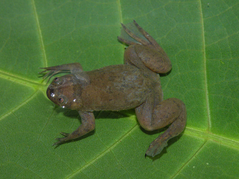 Image of Xenopus kobeli Evans, Carter, Greenbaum, Gvozdík, Kelley, McLaughlin, Pauwels, Portik & Stanley et al. 2015