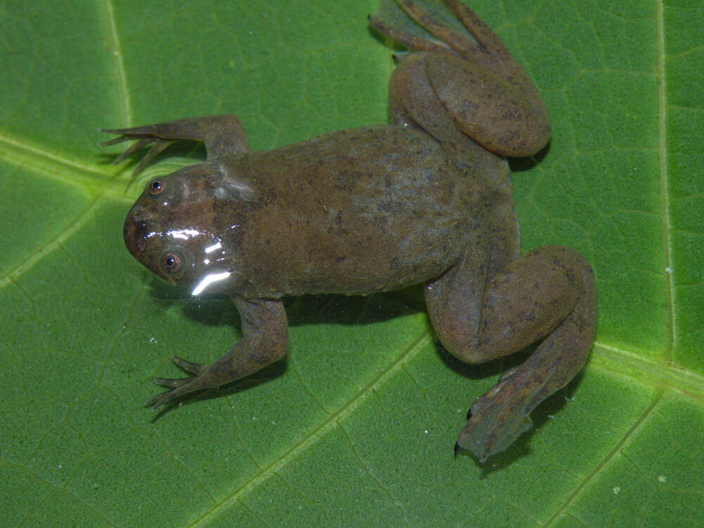 Xenopus kobeli Evans, Carter, Greenbaum, Gvozdík, Kelley, McLaughlin, Pauwels, Portik & Stanley et al. 2015 resmi