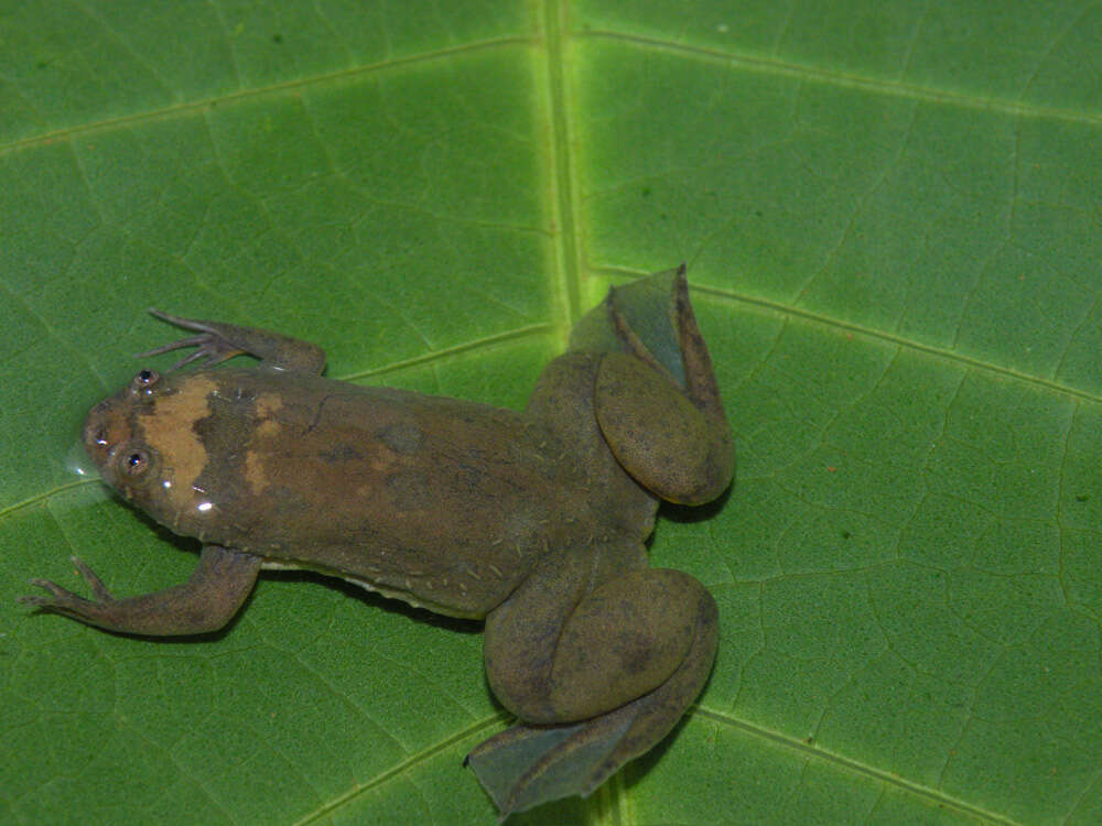 Слика од Xenopus kobeli Evans, Carter, Greenbaum, Gvozdík, Kelley, McLaughlin, Pauwels, Portik & Stanley et al. 2015