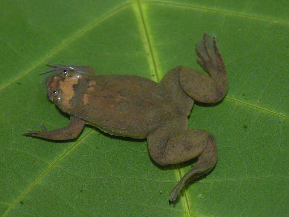 Image of Xenopus kobeli Evans, Carter, Greenbaum, Gvozdík, Kelley, McLaughlin, Pauwels, Portik & Stanley et al. 2015