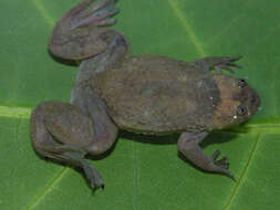 Image of Xenopus kobeli Evans, Carter, Greenbaum, Gvozdík, Kelley, McLaughlin, Pauwels, Portik & Stanley et al. 2015