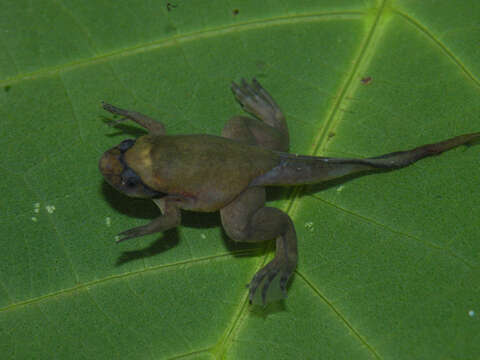 Xenopus fraseri Boulenger 1905 resmi