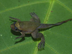 Image of Fraser's Clawed Frog