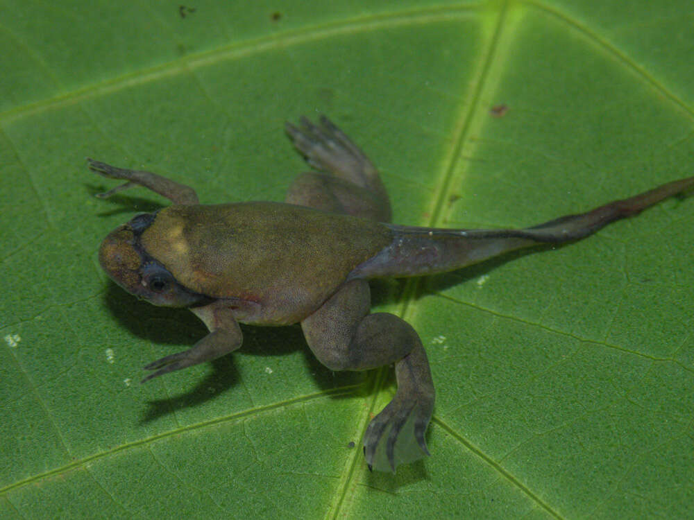 Xenopus fraseri Boulenger 1905 resmi