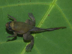 Image of Fraser's Clawed Frog