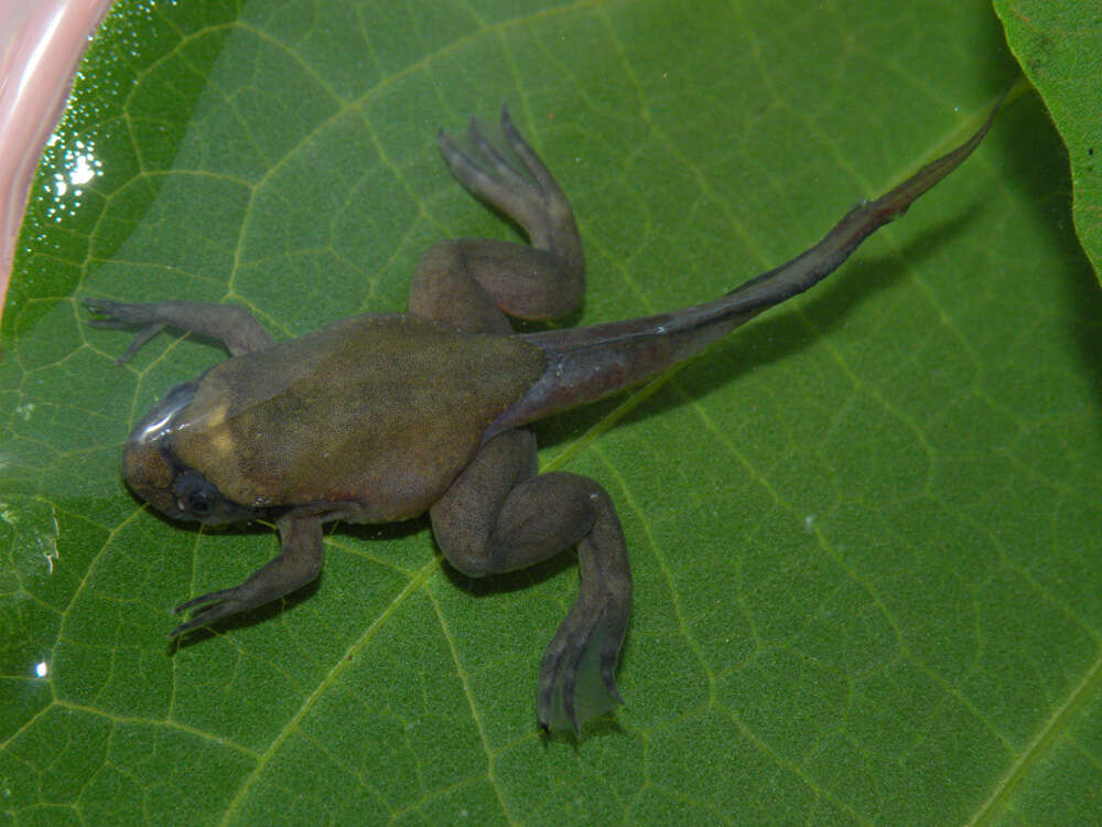 Image of Fraser's Clawed Frog