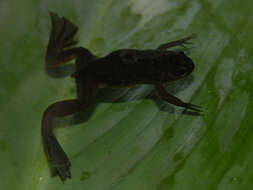 Image of Lake Oku Clawed Frog