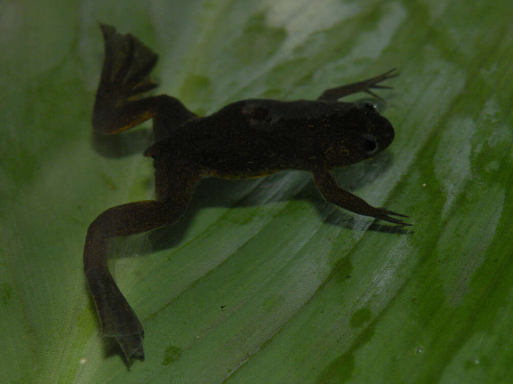 Xenopus longipes Loumont & Kobel 1991 resmi