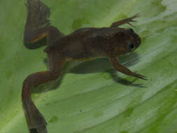 Xenopus longipes Loumont & Kobel 1991 resmi