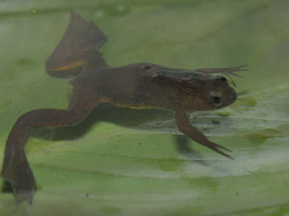 Xenopus longipes Loumont & Kobel 1991 resmi