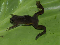 Image of Lake Oku Clawed Frog