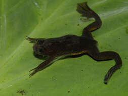 Image of Lake Oku Clawed Frog