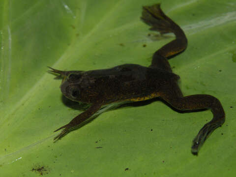 Xenopus longipes Loumont & Kobel 1991 resmi