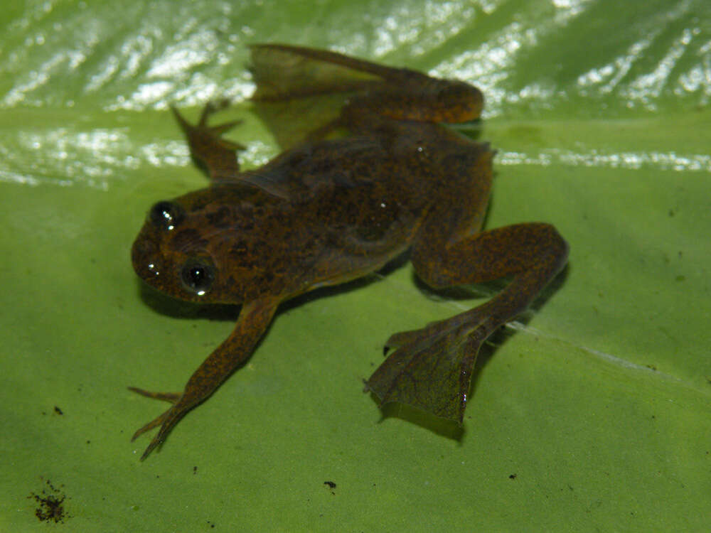 Xenopus longipes Loumont & Kobel 1991 resmi