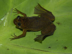 Image of Lake Oku Clawed Frog