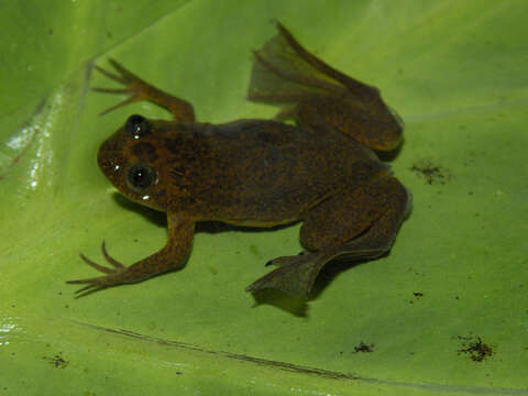 Xenopus longipes Loumont & Kobel 1991 resmi