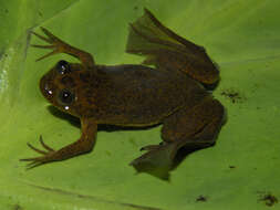 Xenopus longipes Loumont & Kobel 1991 resmi