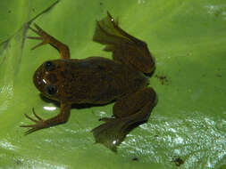 Image of Lake Oku Clawed Frog