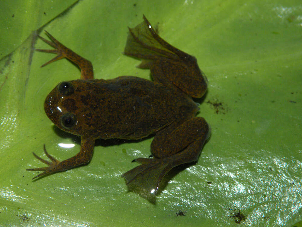 Xenopus longipes Loumont & Kobel 1991 resmi