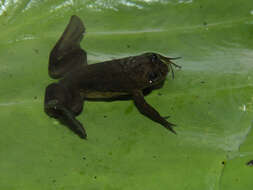 Xenopus longipes Loumont & Kobel 1991 resmi