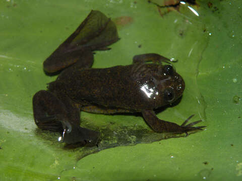 Xenopus longipes Loumont & Kobel 1991 resmi