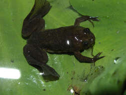 Xenopus longipes Loumont & Kobel 1991 resmi