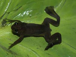 Xenopus longipes Loumont & Kobel 1991 resmi