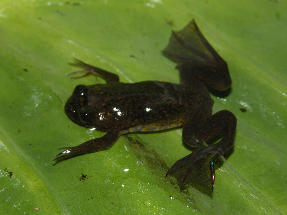 Xenopus longipes Loumont & Kobel 1991 resmi