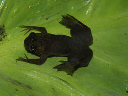 Xenopus longipes Loumont & Kobel 1991 resmi