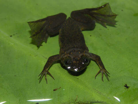 Xenopus longipes Loumont & Kobel 1991 resmi