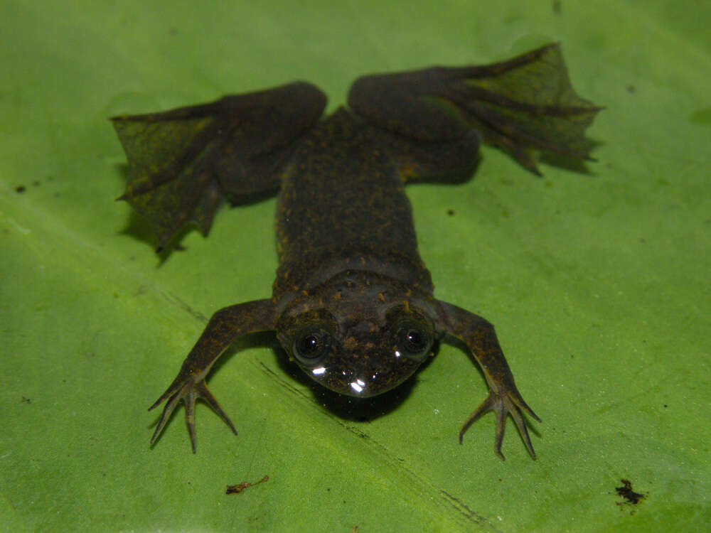 Xenopus longipes Loumont & Kobel 1991 resmi