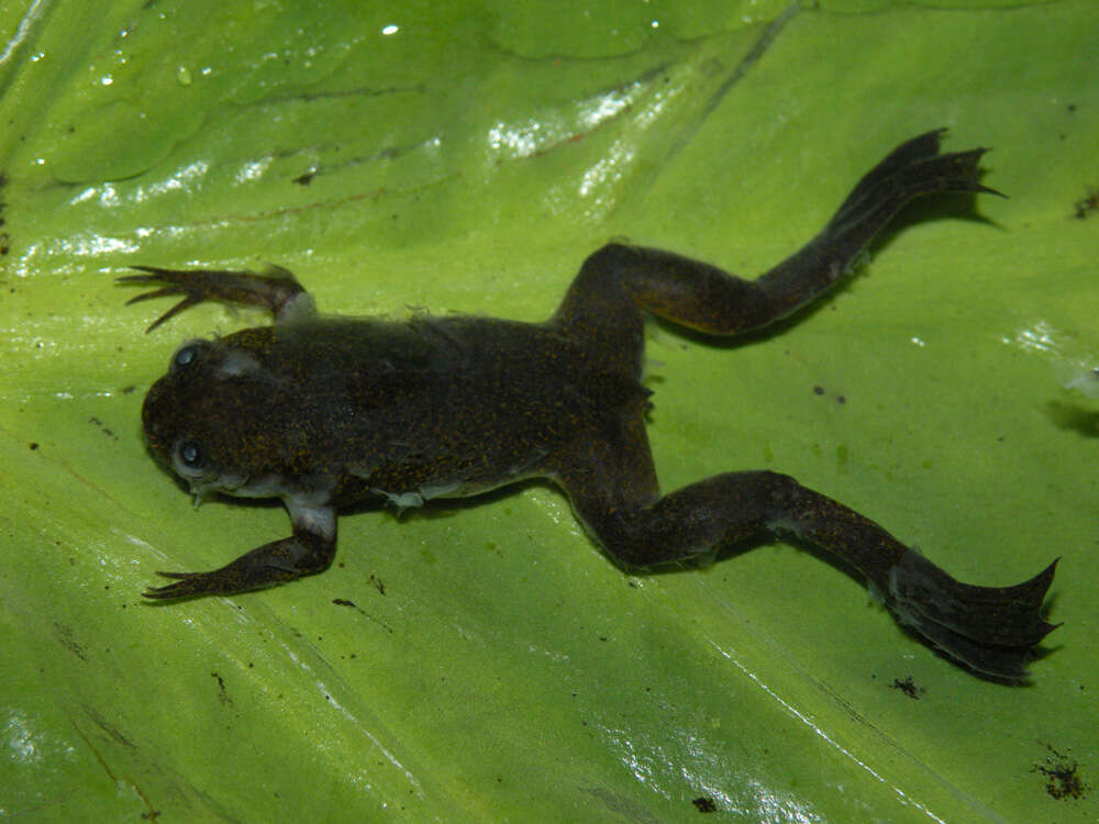 Xenopus longipes Loumont & Kobel 1991 resmi