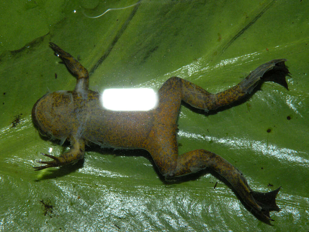 Xenopus longipes Loumont & Kobel 1991 resmi