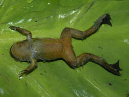 Xenopus longipes Loumont & Kobel 1991 resmi