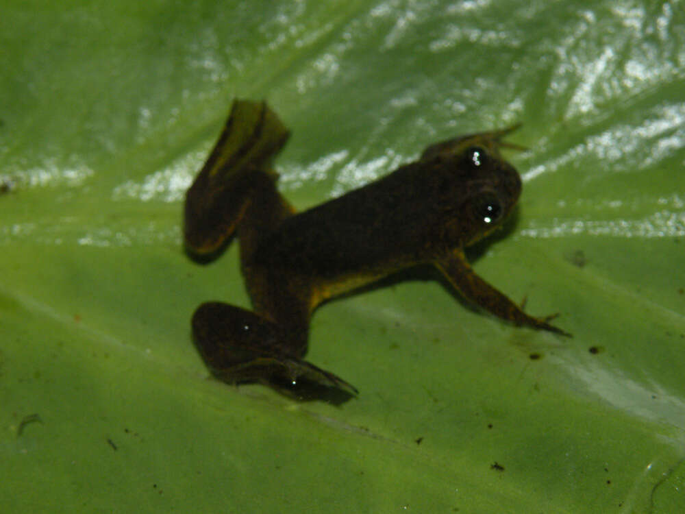 Xenopus longipes Loumont & Kobel 1991 resmi