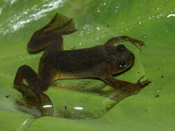 Xenopus longipes Loumont & Kobel 1991 resmi