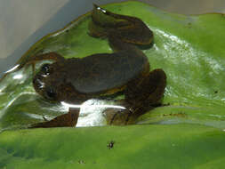 Xenopus longipes Loumont & Kobel 1991 resmi