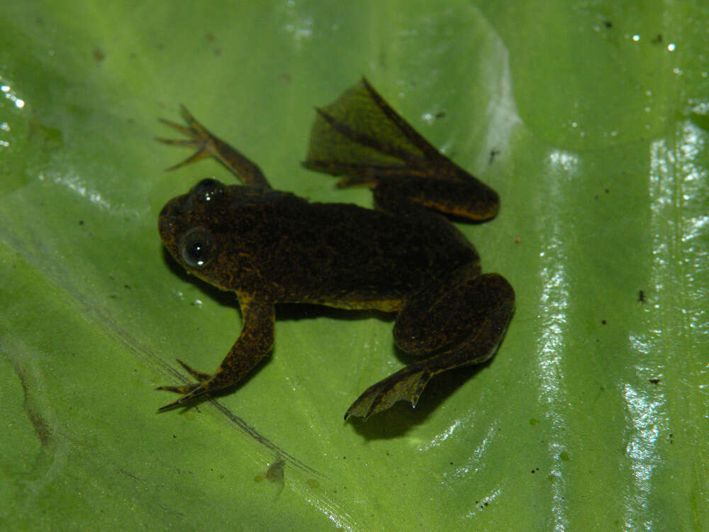 Xenopus longipes Loumont & Kobel 1991 resmi