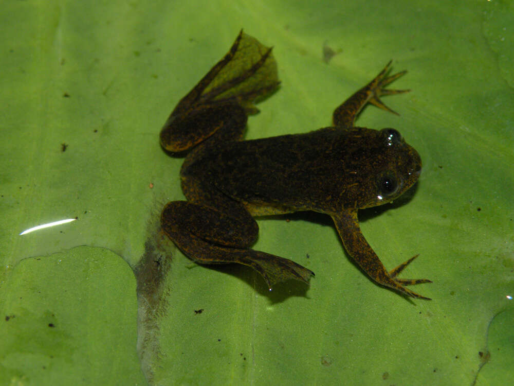 Xenopus longipes Loumont & Kobel 1991 resmi