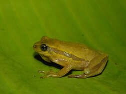 Image of Balfour's Reed Frog