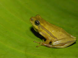 Image of Balfour's Reed Frog