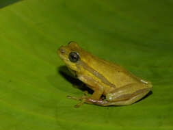 Image of Balfour's Reed Frog