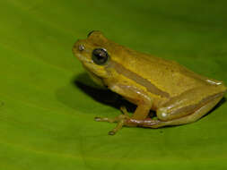 Image of Balfour's Reed Frog